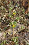 Little hogweed